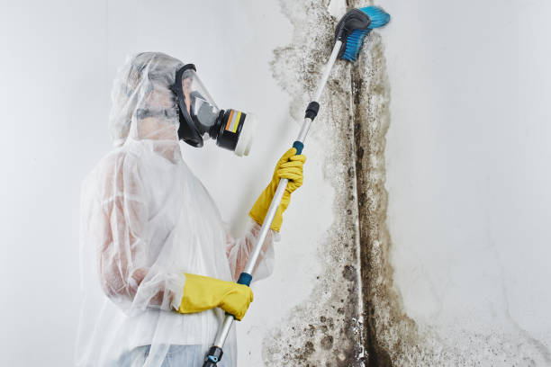 Best Mold Damage Restoration  in Sandy Hook, CT